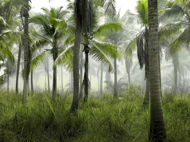 Tropical Party Image
